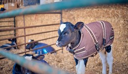 Improved calf management lowers age at first calving